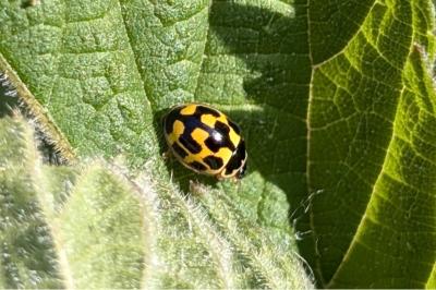 <i>Propylea quatuordecimpunctata</i>