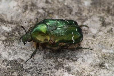 <i>Cetonia aurata</i>