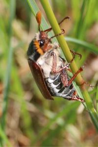 <i>Melolontha melolontha</i>