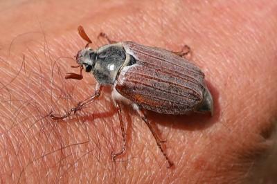 <i>Melolontha melolontha</i>