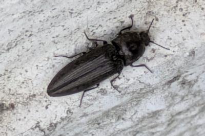 <i>Cidnopus pilosus</i>