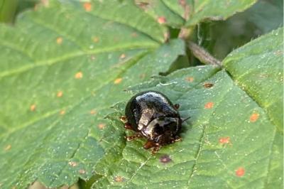 <i>Chrysolina bankii</i>