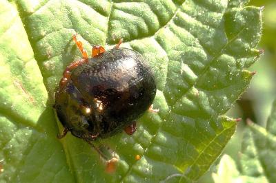 <i>Chrysolina bankii</i>