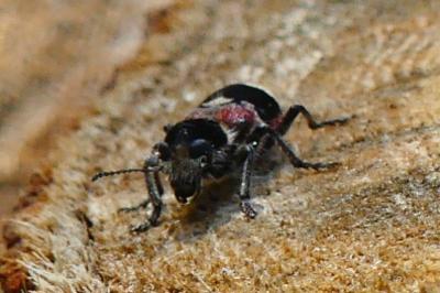<i>Clerus mutillarius</i>