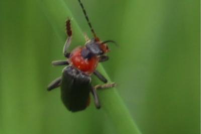 <i>Cantharis fusca</i>