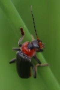 <i>Cantharis fusca</i>