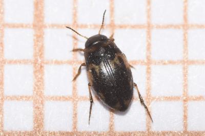 <i>Hydroglyphus geminus</i>