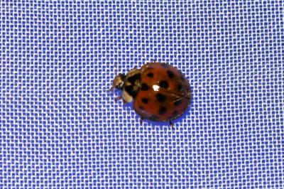 <i>Harmonia axyridis</i>