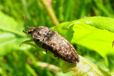<i>Agrypnus murinus</i>