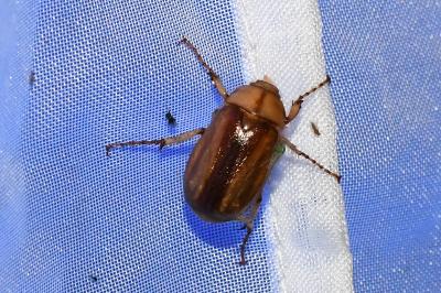 <i>Rhizotrogus aestivus</i>