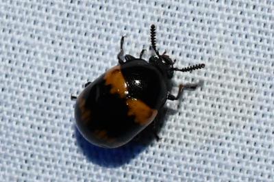 <i>Diaperis boleti</i>
