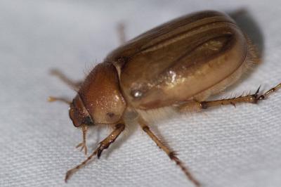 <i>Rhizotrogus marginipes</i>