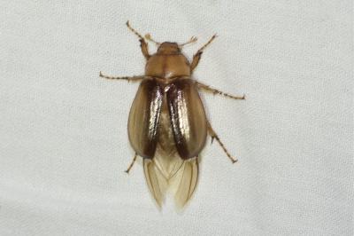 <i>Rhizotrogus aestivus</i>