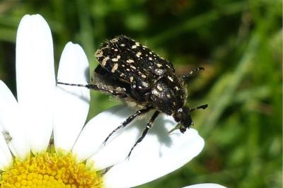 <i>Oxythyrea funesta</i>