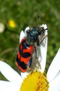 <i>Trichodes alvearius</i>