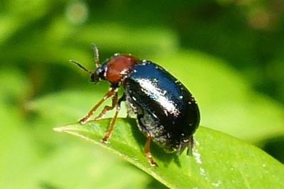 <i>Smaragdina</i>