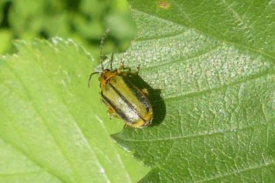 <i>Xanthogaleruca luteola</i>