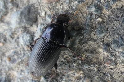 <i>Harpalus</i>