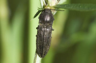 Cidnopus pilosus