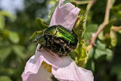 <i>Cetonia aurata</i>