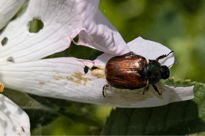 <i>Phyllopertha horticola</i>