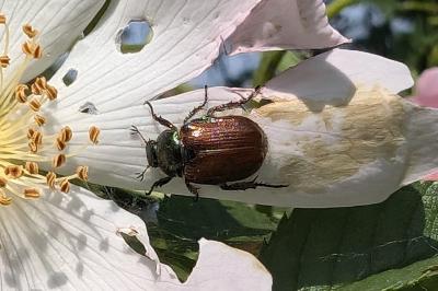 <i>Phyllopertha horticola</i>