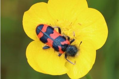 <i>Trichodes alvearius</i>