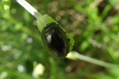 <i>Chrysolina americana</i>