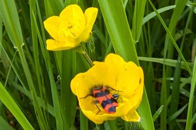 <i>Trichodes alvearius</i>