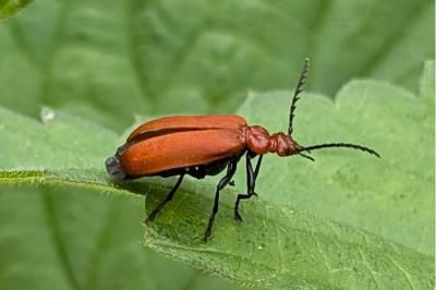 <i>Pyrochroa serraticornis</i>