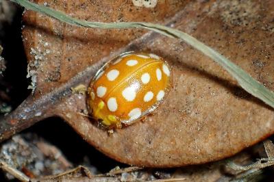 <i>Halyzia sedecimguttata</i>