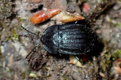 <i>Phosphuga atrata</i>