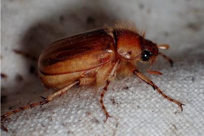 <i>Rhizotrogus marginipes</i>