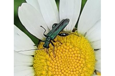 <i>Oedemera nobilis</i>