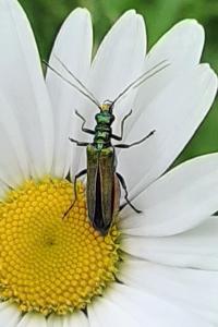 <i>Oedemera nobilis</i>