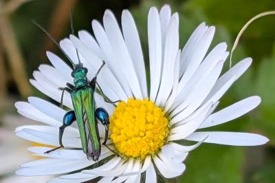 <i>Oedemera nobilis</i>