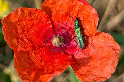<i>Oedemera nobilis</i>