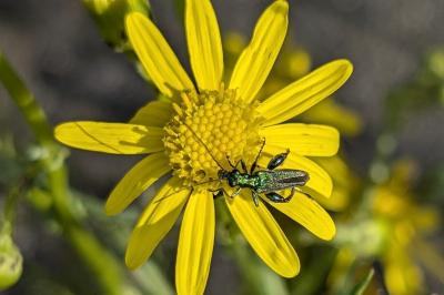 <i>Oedemera nobilis</i>