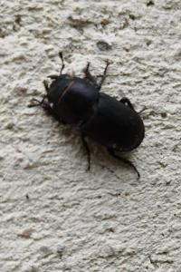 <i>Dorcus parallelipipedus</i>