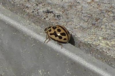 <i>Tytthaspis sedecimpunctata</i>