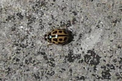 <i>Tytthaspis sedecimpunctata</i>