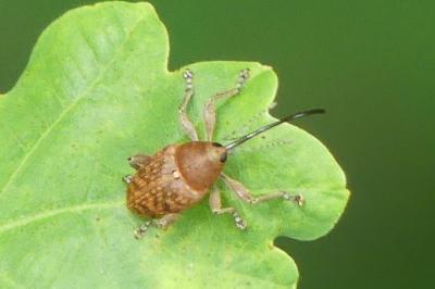<i>Curculio</i>