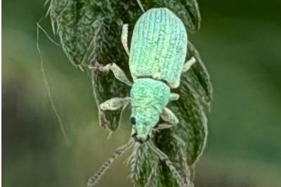 <i>Phyllobius</i>
