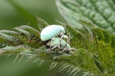 <i>Phyllobius</i>