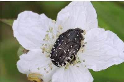 <i>Oxythyrea funesta</i>
