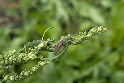 <i>Athous haemorrhoidalis</i>