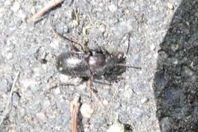 <i>Stenomax aeneus</i>