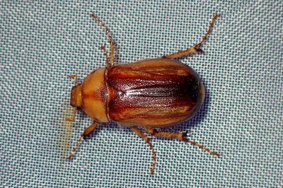 <i>Rhizotrogus aestivus</i>