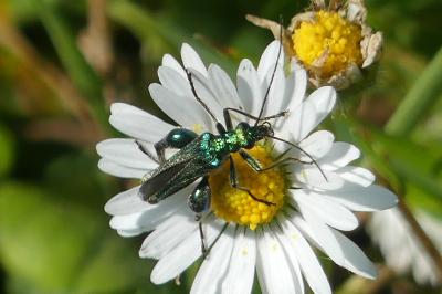 <i>Oedemera nobilis</i>