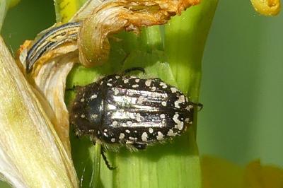 <i>Oxythyrea funesta</i>